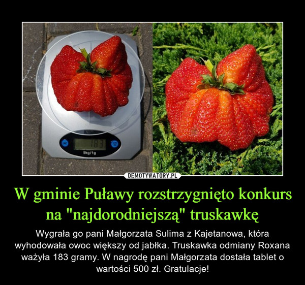 W gminie Puławy rozstrzygnięto konkurs na "najdorodniejszą" truskawkę