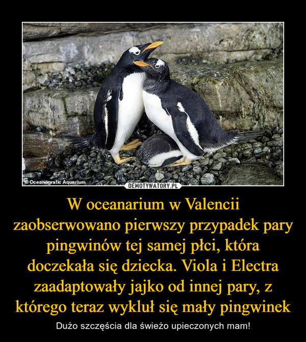 W oceanarium w Valencii zaobserwowano pierwszy przypadek pary pingwinów tej samej płci, która doczekała się dziecka. Viola i Electra zaadaptowały jajko od innej pary, z którego teraz wykluł się mały pingwinek – Dużo szczęścia dla świeżo upieczonych mam! 