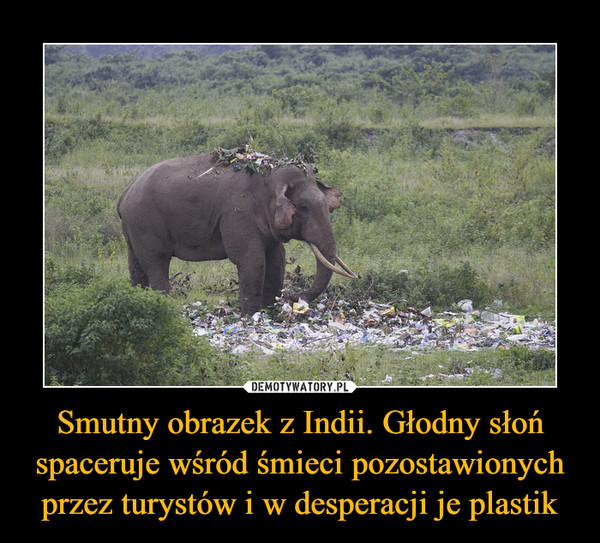 Smutny obrazek z Indii. Głodny słoń spaceruje wśród śmieci pozostawionych przez turystów i w desperacji je plastik –  