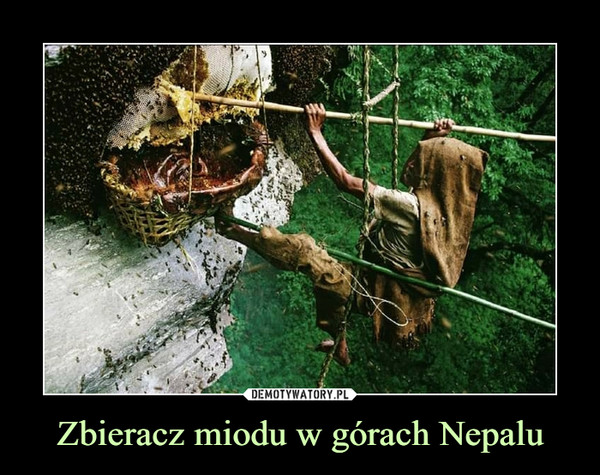 Zbieracz miodu w górach Nepalu –  