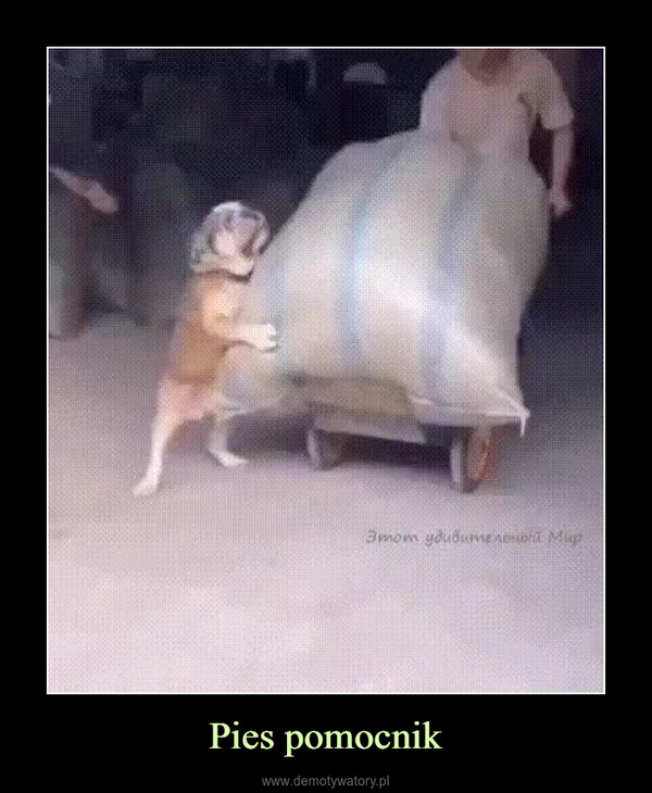 Pies pomocnik –  