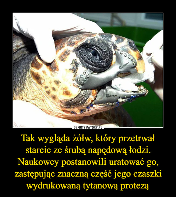 Tak wygląda żółw, który przetrwał starcie ze śrubą napędową łodzi. Naukowcy postanowili uratować go, zastępując znaczną część jego czaszki wydrukowaną tytanową protezą –  
