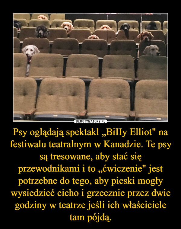 Psy oglądają spektakl „BiIIy Elliot" na festiwalu teatralnym w Kanadzie. Te psy są tresowane, aby stać się przewodnikami i to „ćwiczenie" jest potrzebne do tego, aby pieski mogły wysiedzieć cicho i grzecznie przez dwie godziny w teatrze jeśli ich właściciele tam pójdą.