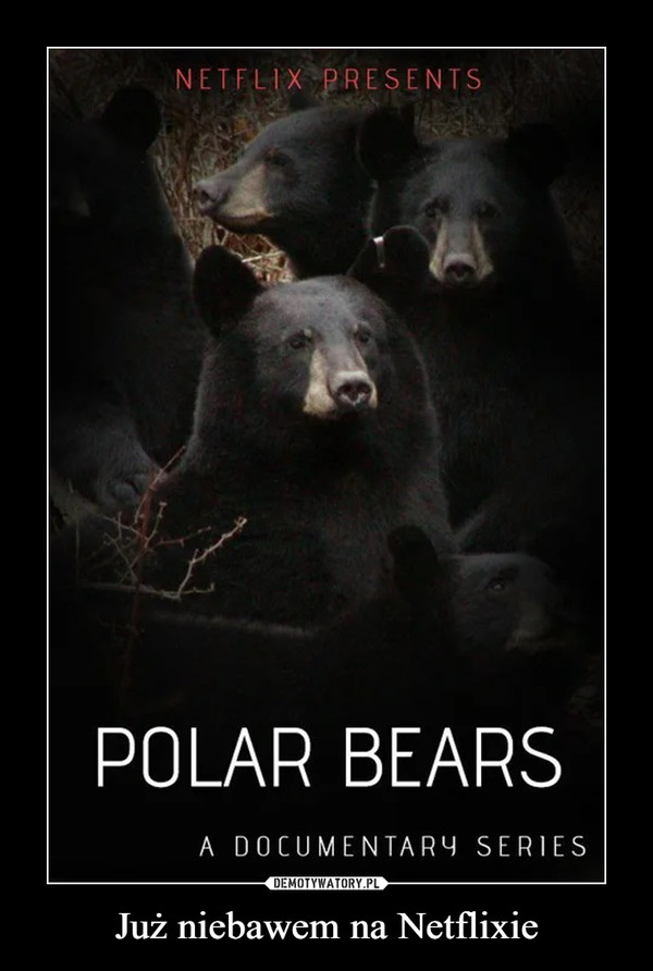 Już niebawem na Netflixie –  Polar Bears Netflix Presents A documentary series