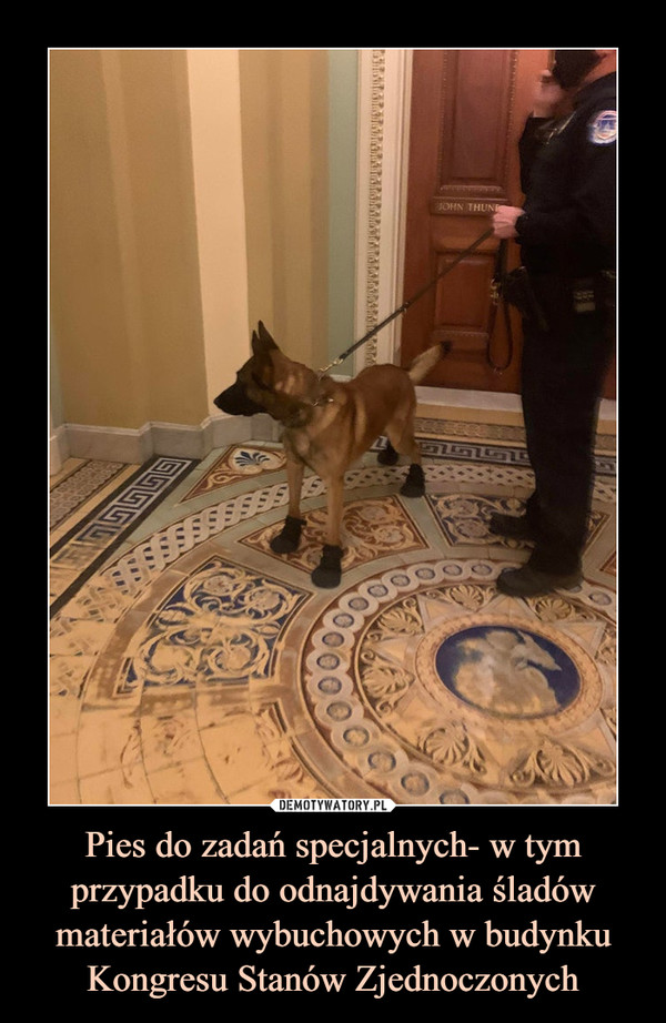 Pies do zadań specjalnych- w tym przypadku do odnajdywania śladów materiałów wybuchowych w budynku Kongresu Stanów Zjednoczonych –  