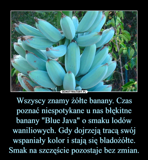Wszyscy znamy żółte banany. Czas poznać niespotykane u nas błękitne banany "Blue Java" o smaku lodów waniliowych. Gdy dojrzeją tracą swój wspaniały kolor i stają się bladożółte. Smak na szczęście pozostaje bez zmian.