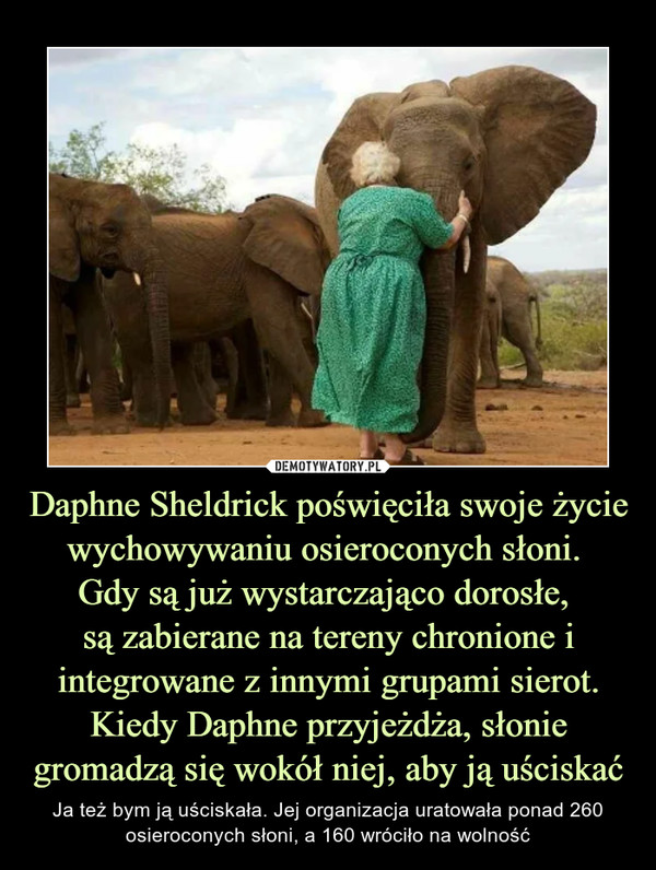 Daphne Sheldrick poświęciła swoje życie wychowywaniu osieroconych słoni. Gdy są już wystarczająco dorosłe, są zabierane na tereny chronione i integrowane z innymi grupami sierot. Kiedy Daphne przyjeżdża, słonie gromadzą się wokół niej, aby ją uściskać – Ja też bym ją uściskała. Jej organizacja uratowała ponad 260 osieroconych słoni, a 160 wróciło na wolność 
