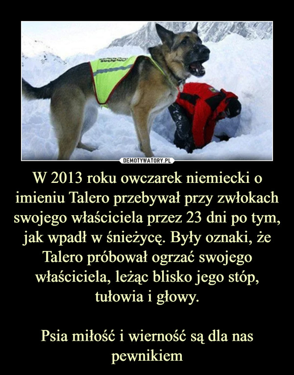 W 2013 roku owczarek niemiecki o imieniu Talero przebywał przy zwłokach swojego właściciela przez 23 dni po tym, jak wpadł w śnieżycę. Były oznaki, że Talero próbował ogrzać swojego właściciela, leżąc blisko jego stóp, tułowia i głowy.Psia miłość i wierność są dla nas pewnikiem –  