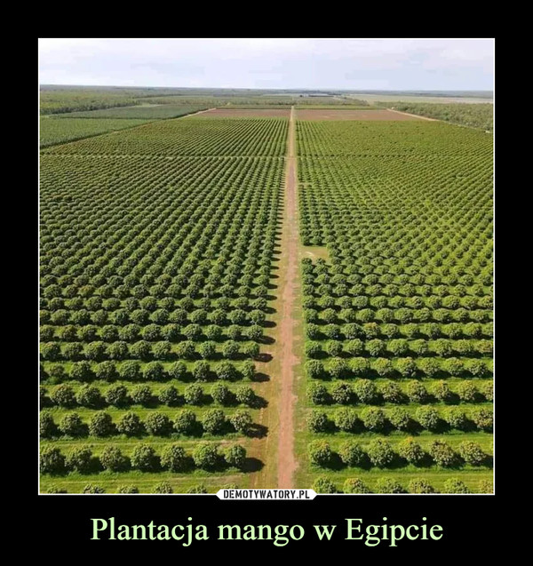 Plantacja mango w Egipcie –  