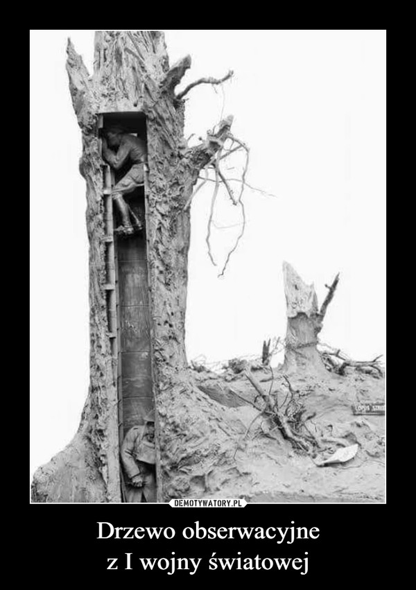 Drzewo obserwacyjnez I wojny światowej –  