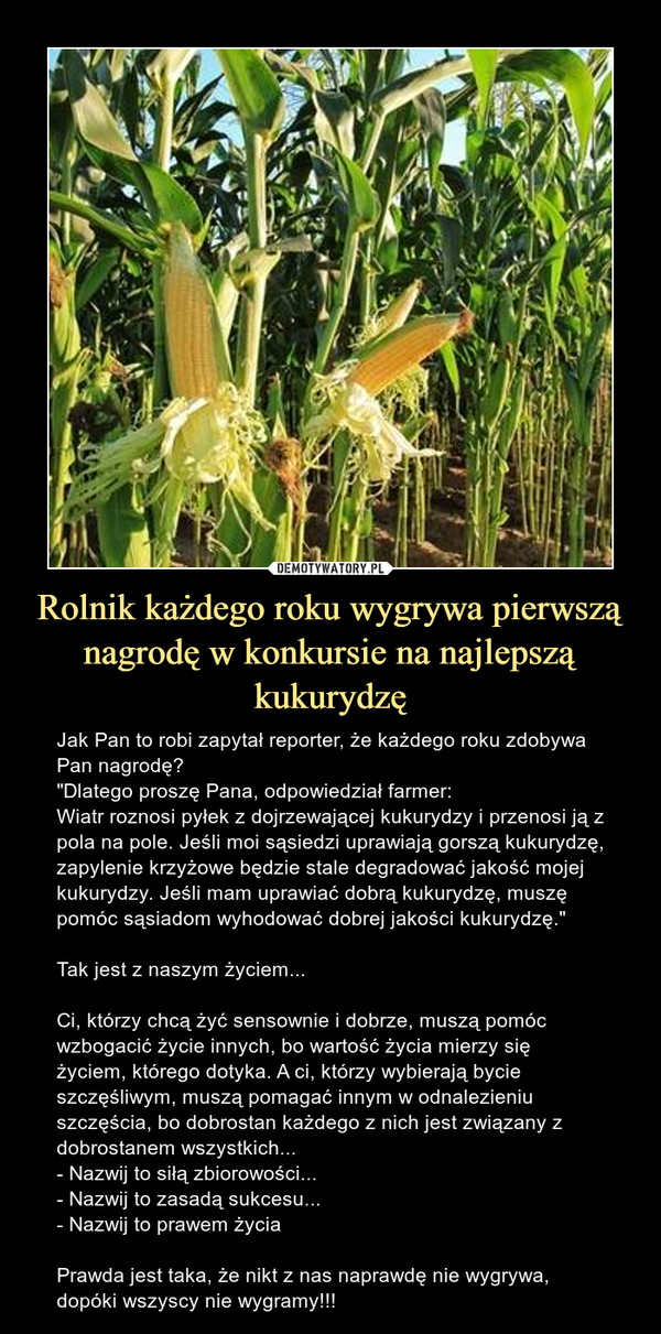 Rolnik każdego roku wygrywa pierwszą nagrodę w konkursie na najlepszą kukurydzę