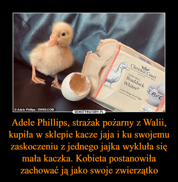 Adele Phillips, strażak pożarny z Walii, kupiła w sklepie kacze jaja i ku swojemu zaskoczeniu z jednego jajka wykluła się mała kaczka. Kobieta postanowiła zachować ją jako swoje zwierzątko