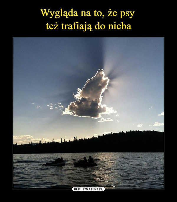 Wygląda na to, że psy 
też trafiają do nieba