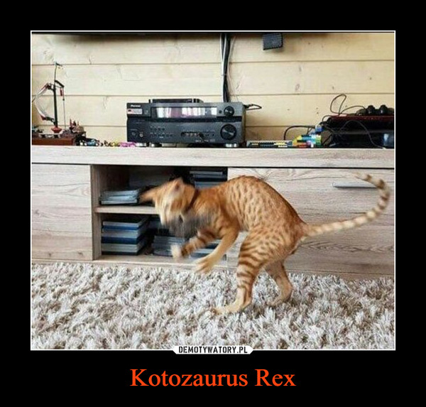 Kotozaurus Rex –  