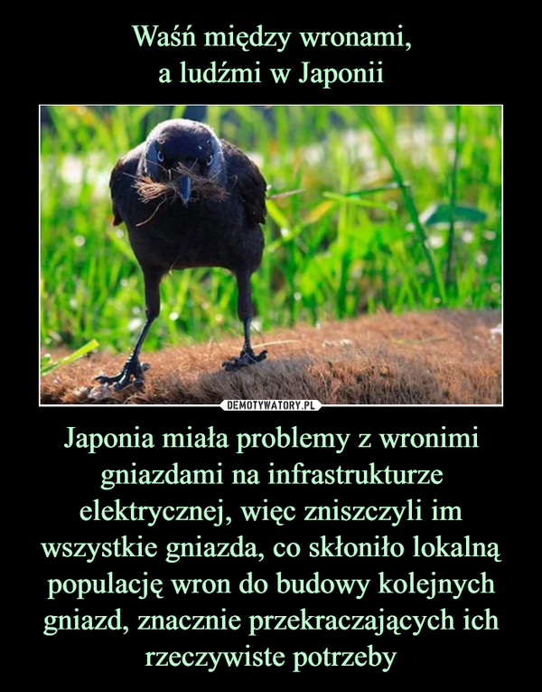 Japonia miała problemy z wronimi gniazdami na infrastrukturze elektrycznej, więc zniszczyli im wszystkie gniazda, co skłoniło lokalną populację wron do budowy kolejnych gniazd, znacznie przekraczających ich rzeczywiste potrzeby –  