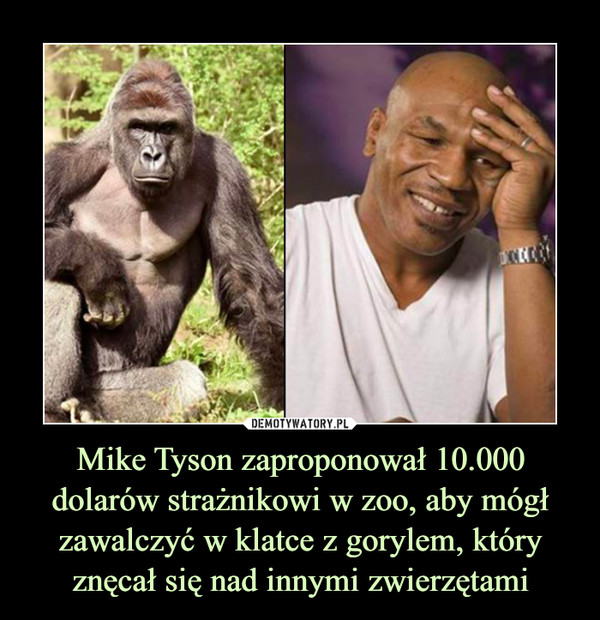 Mike Tyson zaproponował 10.000 dolarów strażnikowi w zoo, aby mógł zawalczyć w klatce z gorylem, który znęcał się nad innymi zwierzętami