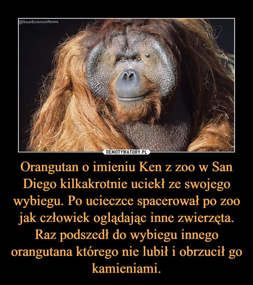 Orangutan o imieniu Ken z zoo w San Diego kilkakrotnie uciekł ze swojego wybiegu. Po ucieczce spacerował po zoo jak człowiek oglądając inne zwierzęta. Raz podszedł do wybiegu innego orangutana którego nie lubił i obrzucił go kamieniami.