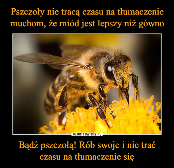 Pszczoły nie tracą czasu na tłumaczenie muchom, że miód jest lepszy niż gówno Bądź pszczołą! Rób swoje i nie trać czasu na tłumaczenie się