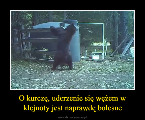O kurczę, uderzenie się wężem w klejnoty jest naprawdę bolesne –  