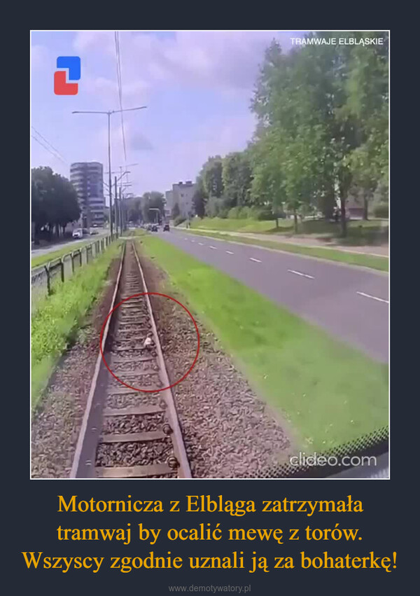 Motornicza z Elbląga zatrzymała tramwaj by ocalić mewę z torów. Wszyscy zgodnie uznali ją za bohaterkę! –  