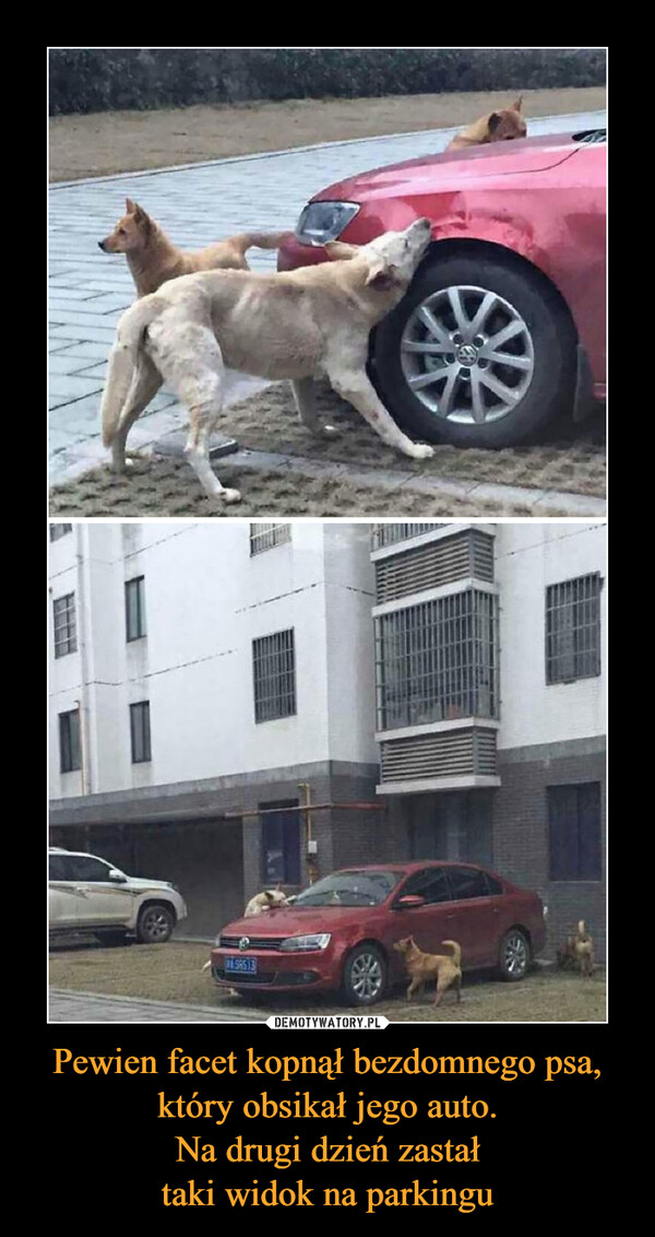 Pewien facet kopnął bezdomnego psa, który obsikał jego auto.Na drugi dzień zastałtaki widok na parkingu –  