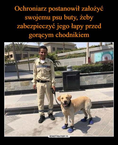 Ochroniarz postanowił założyć swojemu psu buty, żeby zabezpieczyć jego łapy przed gorącym chodnikiem