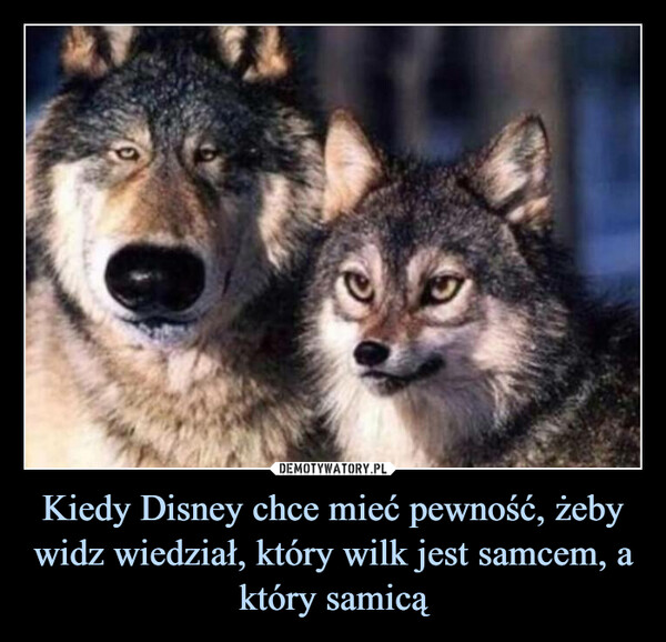 Kiedy Disney chce mieć pewność, żeby widz wiedział, który wilk jest samcem, a który samicą –  