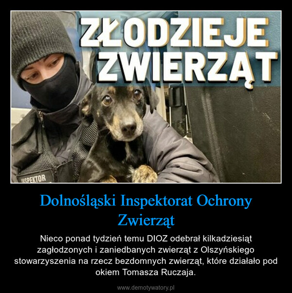 Dolnośląski Inspektorat Ochrony Zwierząt – Nieco ponad tydzień temu DIOZ odebrał kilkadziesiąt zagłodzonych i zaniedbanych zwierząt z Olszyńskiego stowarzyszenia na rzecz bezdomnych zwierząt, które działało pod okiem Tomasza Ruczaja. 