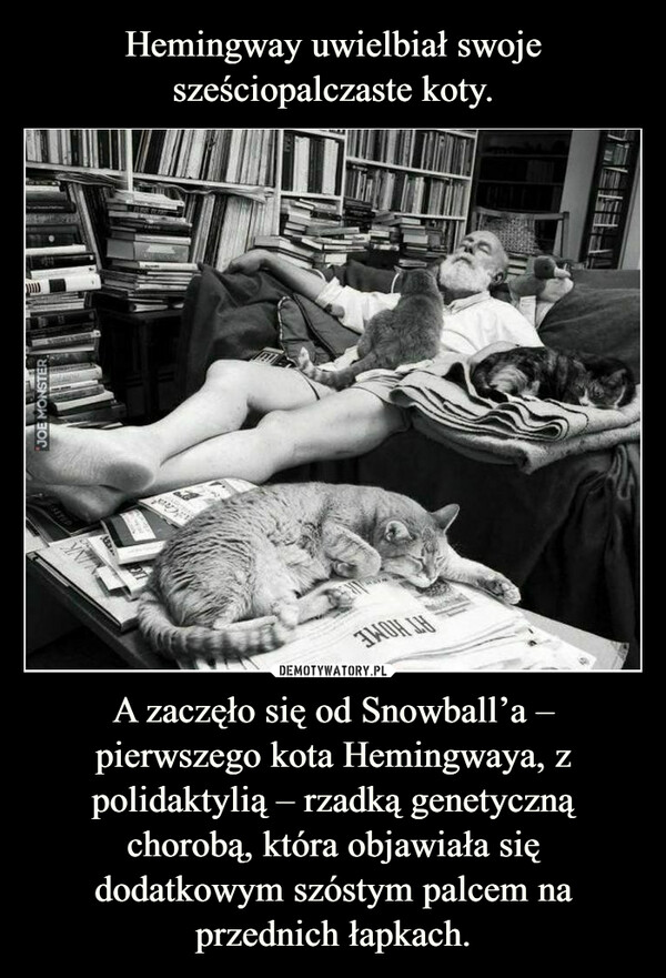 A zaczęło się od Snowball’a – pierwszego kota Hemingwaya, z polidaktylią – rzadką genetyczną chorobą, która objawiała się dodatkowym szóstym palcem na przednich łapkach. –  