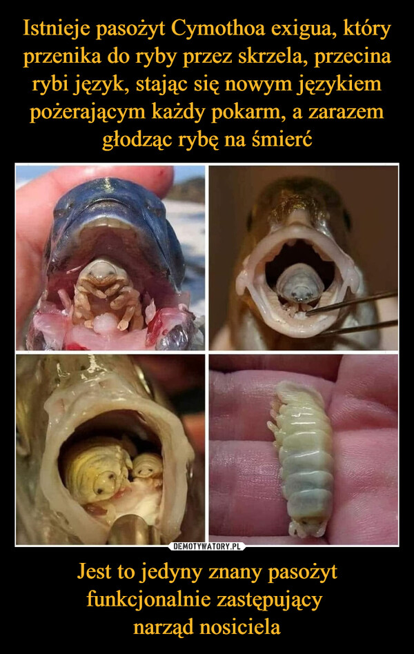 Istnieje pasożyt Cymothoa exigua, który przenika do ryby przez skrzela, przecina rybi język, stając się nowym językiem pożerającym każdy pokarm, a zarazem głodząc rybę na śmierć Jest to jedyny znany pasożyt funkcjonalnie zastępujący 
narząd nosiciela