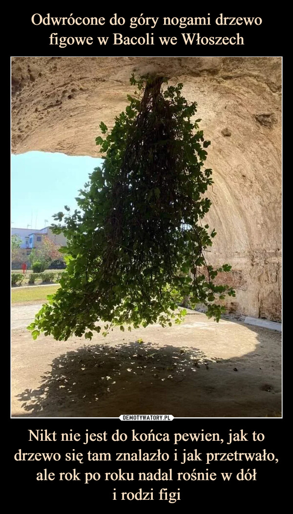 Odwrócone do góry nogami drzewo figowe w Bacoli we Włoszech Nikt nie jest do końca pewien, jak to drzewo się tam znalazło i jak przetrwało, ale rok po roku nadal rośnie w dół
i rodzi figi