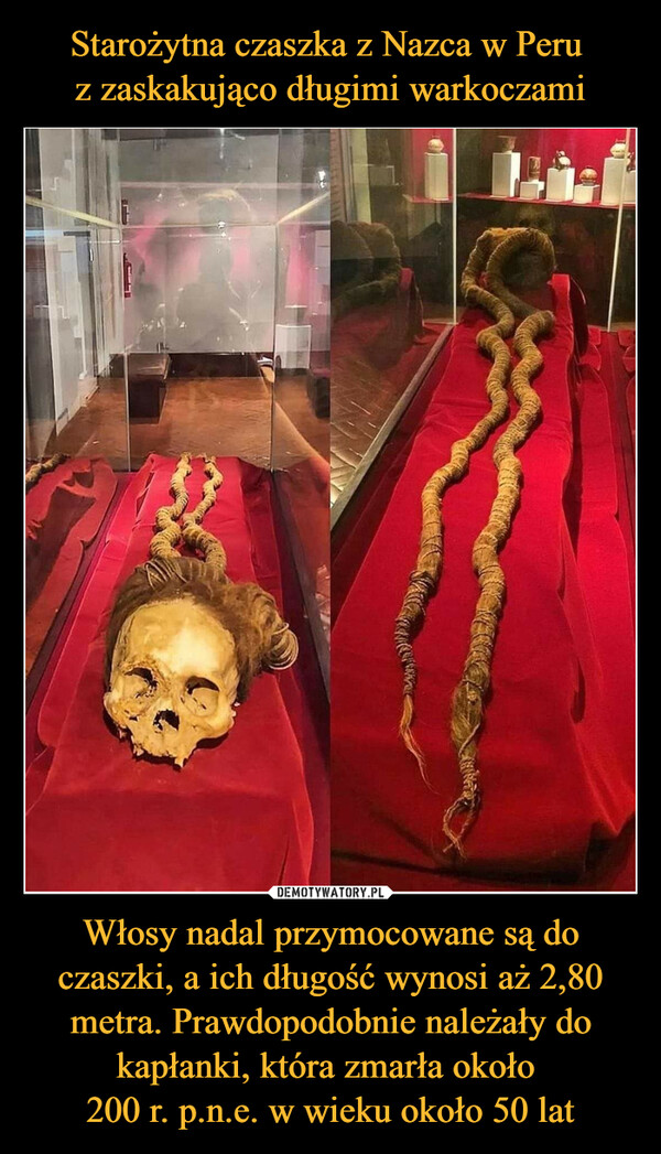 Włosy nadal przymocowane są do czaszki, a ich długość wynosi aż 2,80 metra. Prawdopodobnie należały do kapłanki, która zmarła około 200 r. p.n.e. w wieku około 50 lat –  