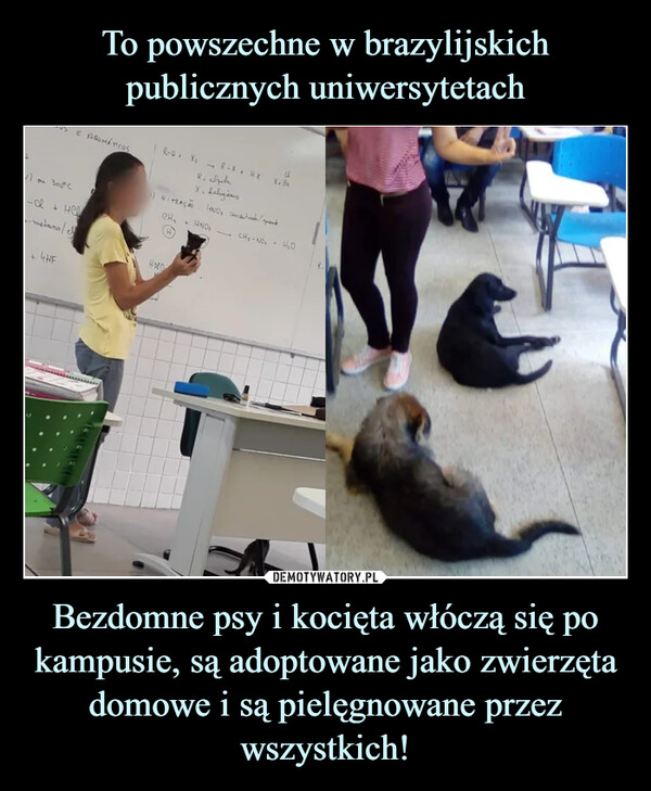 Bezdomne psy i kocięta włóczą się po kampusie, są adoptowane jako zwierzęta domowe i są pielęgnowane przez wszystkich! –  