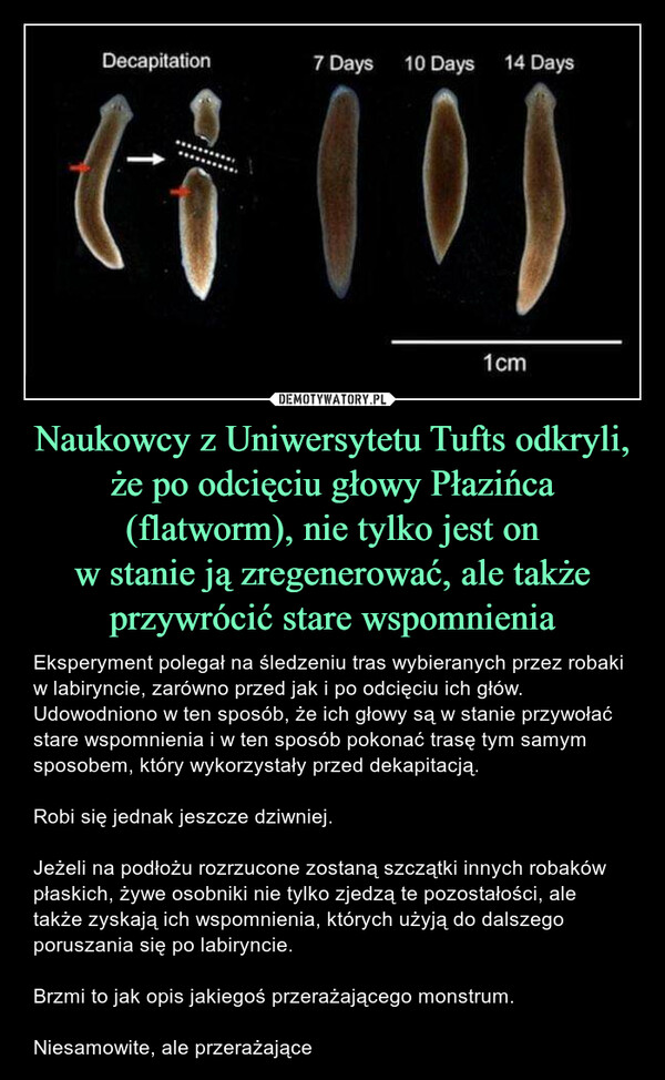 Naukowcy z Uniwersytetu Tufts odkryli, że po odcięciu głowy Płazińca (flatworm), nie tylko jest onw stanie ją zregenerować, ale także przywrócić stare wspomnienia – Eksperyment polegał na śledzeniu tras wybieranych przez robaki w labiryncie, zarówno przed jak i po odcięciu ich głów. Udowodniono w ten sposób, że ich głowy są w stanie przywołać stare wspomnienia i w ten sposób pokonać trasę tym samym sposobem, który wykorzystały przed dekapitacją.Robi się jednak jeszcze dziwniej.Jeżeli na podłożu rozrzucone zostaną szczątki innych robaków płaskich, żywe osobniki nie tylko zjedzą te pozostałości, ale także zyskają ich wspomnienia, których użyją do dalszego poruszania się po labiryncie.Brzmi to jak opis jakiegoś przerażającego monstrum.Niesamowite, ale przerażające 
