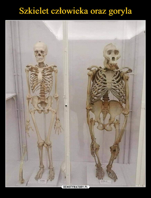 Szkielet człowieka oraz goryla