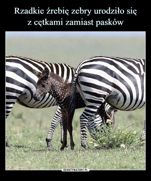 Rzadkie źrebię zebry urodziło się
z cętkami zamiast pasków