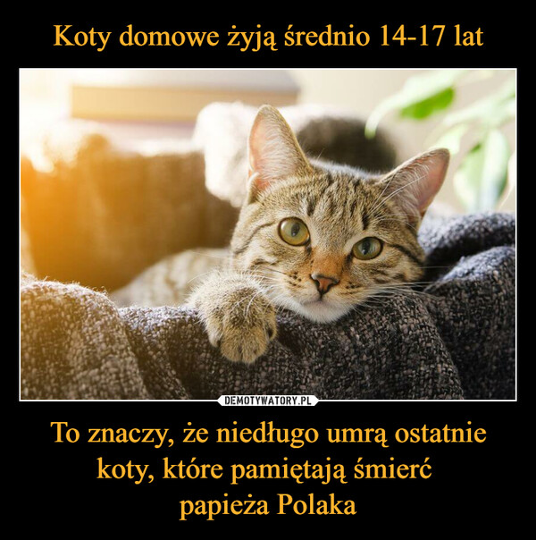 To znaczy, że niedługo umrą ostatnie koty, które pamiętają śmierć papieża Polaka –  