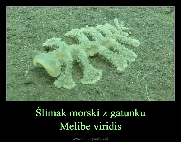 Ślimak morski z gatunkuMelibe viridis –  