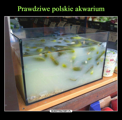 Prawdziwe polskie akwarium