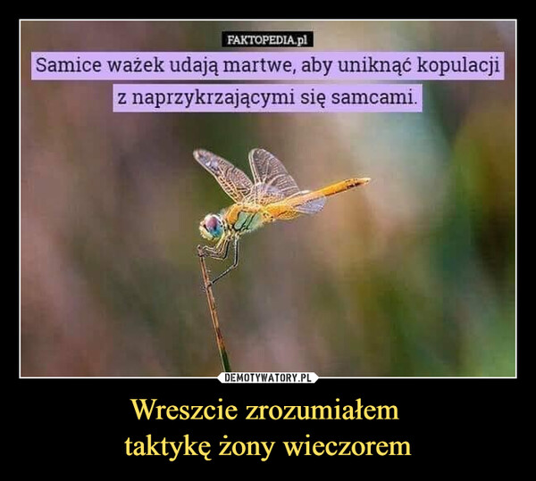 Wreszcie zrozumiałem taktykę żony wieczorem –  Samice ważek udają martwe, aby uniknąć kopulacjiz naprzykrzającymi się samcami.