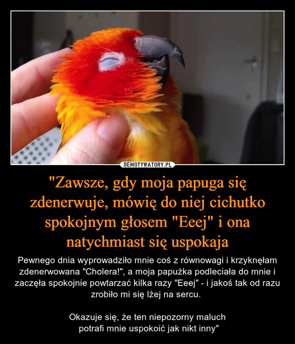 "Zawsze, gdy moja papuga się zdenerwuje, mówię do niej cichutko spokojnym głosem "Eeej" i ona natychmiast się uspokaja