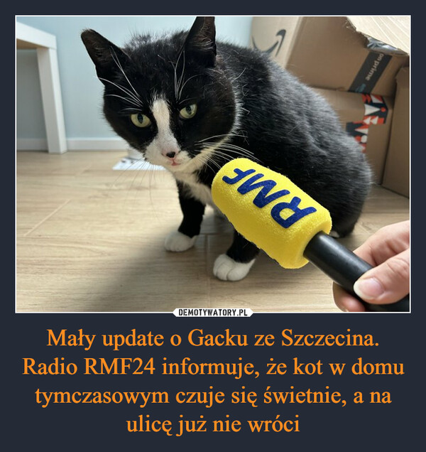 Mały update o Gacku ze Szczecina. Radio RMF24 informuje, że kot w domu tymczasowym czuje się świetnie, a na ulicę już nie wróci –  on primeRMF