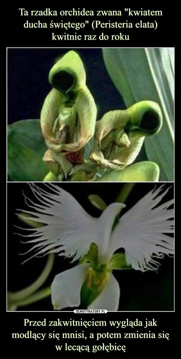Ta rzadka orchidea zwana "kwiatem ducha świętego" (Peristeria elata) kwitnie raz do roku Przed zakwitnięciem wygląda jak modlący się mnisi, a potem zmienia się
w lecącą gołębicę