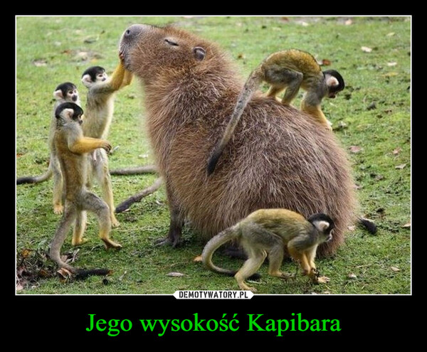 Jego wysokość Kapibara –  