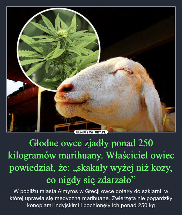 Głodne owce zjadły ponad 250 kilogramów marihuany. Właściciel owiec powiedział, że: „skakały wyżej niż kozy, co nigdy się zdarzało” – W pobliżu miasta Almyros w Grecji owce dotarły do szklarni, w której uprawia się medyczną marihuanę. Zwierzęta nie pogardziły konopiami indyjskimi i pochłonęły ich ponad 250 kg 