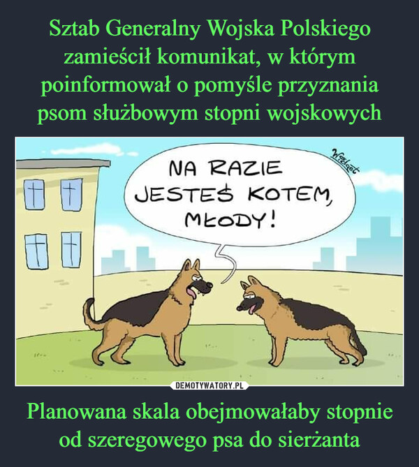 Sztab Generalny Wojska Polskiego zamieścił komunikat, w którym poinformował o pomyśle przyznania psom służbowym stopni wojskowych Planowana skala obejmowałaby stopnie od szeregowego psa do sierżanta