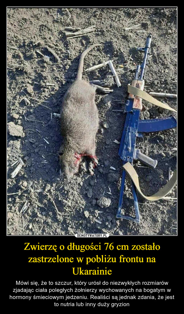 Zwierzę o długości 76 cm zostało zastrzelone w pobliżu frontu na Ukarainie – Mówi się, że to szczur, który urósł do niezwykłych rozmiarów zjadając ciała poległych żołnierzy wychowanych na bogatym w hormony śmieciowym jedzeniu. Realiści są jednak zdania, że jest to nutria lub inny duży gryzion 
