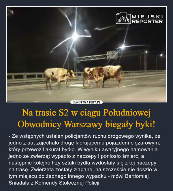 Na trasie S2 w ciągu Południowej Obwodnicy Warszawy biegały byki! – - Ze wstępnych ustaleń policjantów ruchu drogowego wynika, że jedno z aut zajechało drogę kierującemu pojazdem ciężarowym, który przewoził akurat bydło. W wyniku awaryjnego hamowania jedno ze zwierząt wypadło z naczepy i poniosło śmierć, a następnie kolejne trzy sztuki bydła wydostały się z tej naczepy na trasę. Zwierzęta zostały złapane, na szczęście nie doszło w tym miejscu do żadnego innego wypadku - mówi Bartłomiej Śniadała z Komendy Stołecznej Policji MIEJSKIREPORTER
