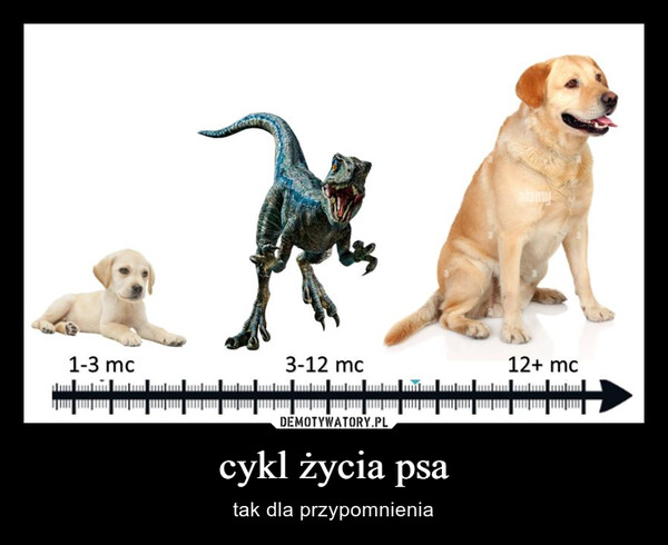 cykl życia psa – tak dla przypomnienia 1-3 mc3-12 mc12+ mcun antam muntum num