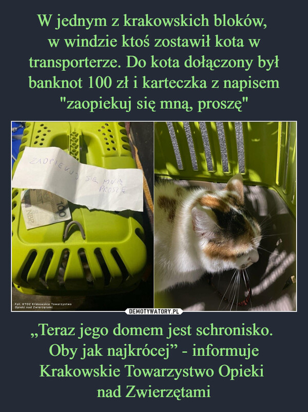 „Teraz jego domem jest schronisko. Oby jak najkrócej” - informuje Krakowskie Towarzystwo Opieki nad Zwierzętami –  NBPBZAOPIEKUS SIĘ MNEZPROSZE100Fot. KTOZ Krakowskie TowarzystwoOpieki nad Zwierzętami